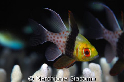 Beatiful fish i.Walea reef. Indonesia-Tonjan Islands
Nik... by Marchione Giacomo 